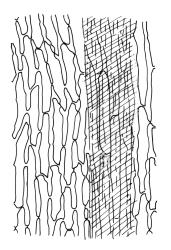 Dicranoloma obesifolium, upper laminal cells adjacent to costa, c. ¼ below apex. Drawn from A.J. Fife 8434, CHR 464665, and W. Martin 550.1, CHR 528805.
 Image: R.C. Wagstaff © Landcare Research 2018 